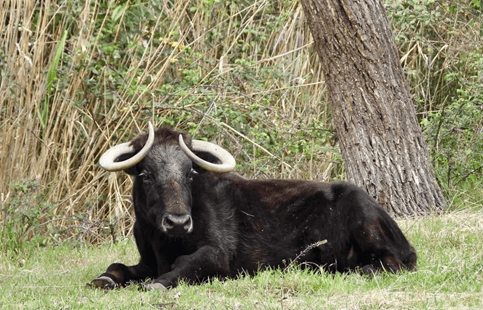 Wilde stier in Frankrijk